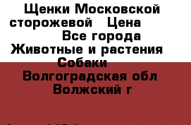 Щенки Московской сторожевой › Цена ­ 35 000 - Все города Животные и растения » Собаки   . Волгоградская обл.,Волжский г.